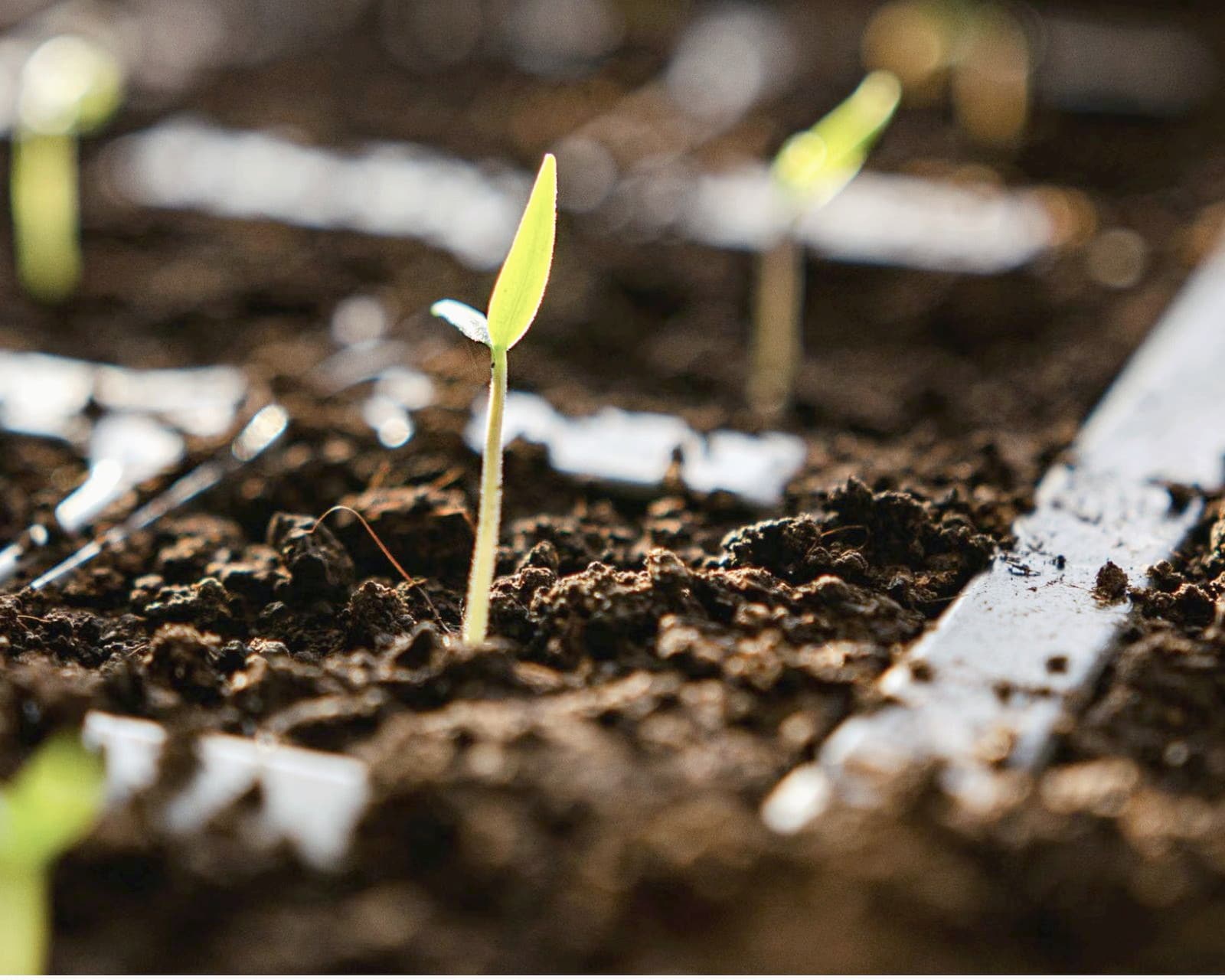 Seedlings breaking through dark soil in early light.