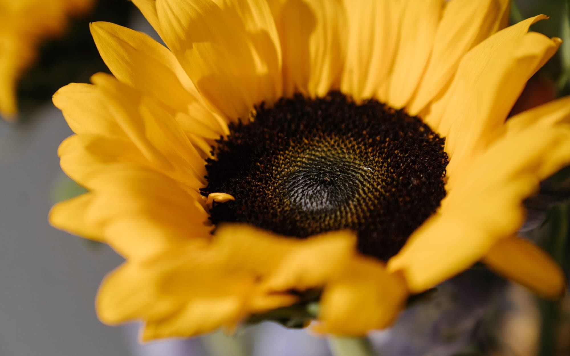 A sunflower photographed close, its face wide open in the light.