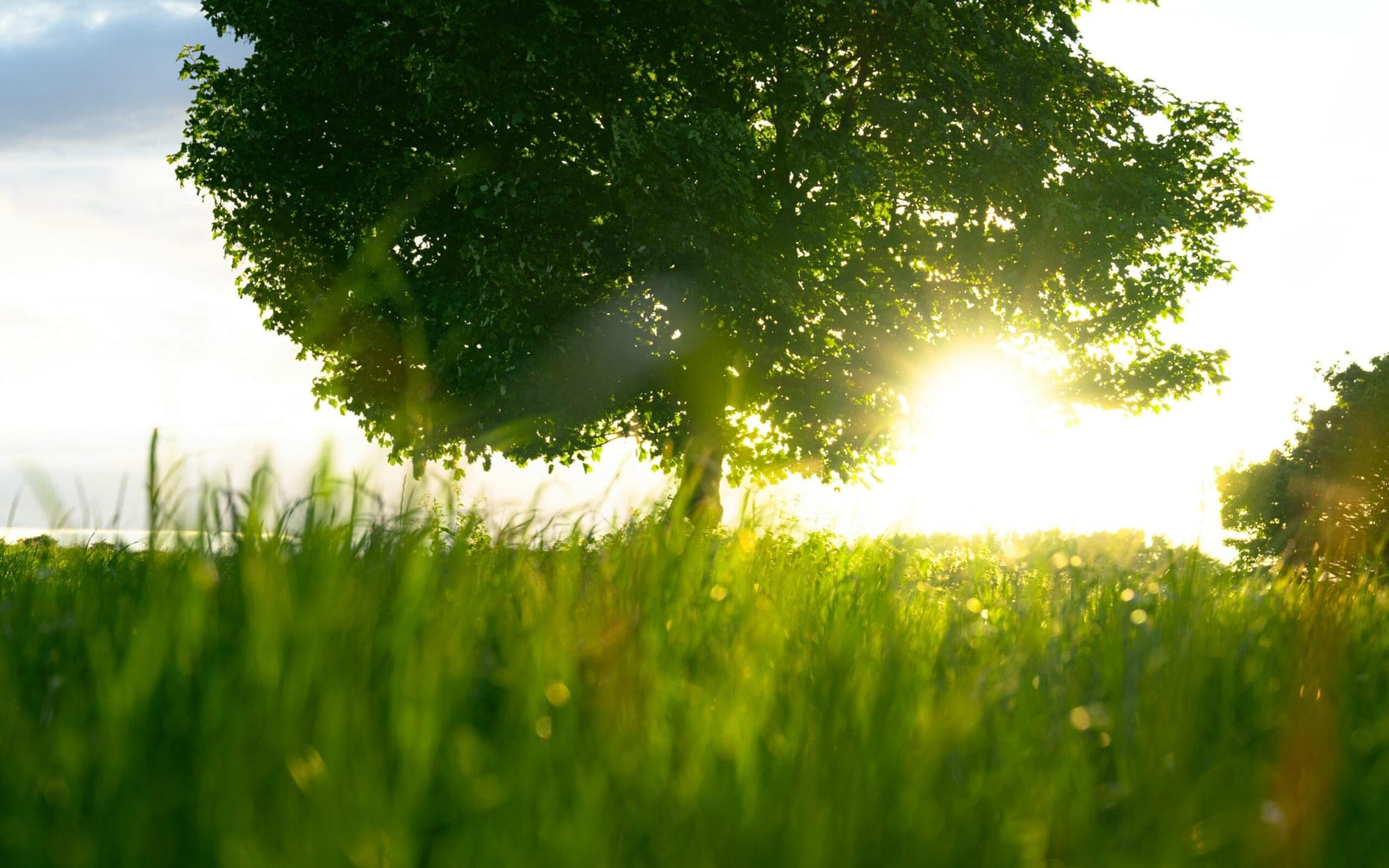 A single tree in an open field at sunset, the sun breaking underneath it through long grass.